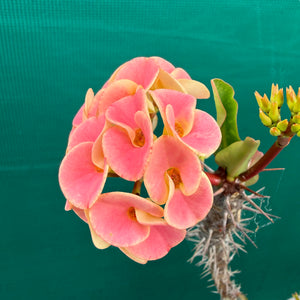 Poysean - Euphorbia milii P075 NEW