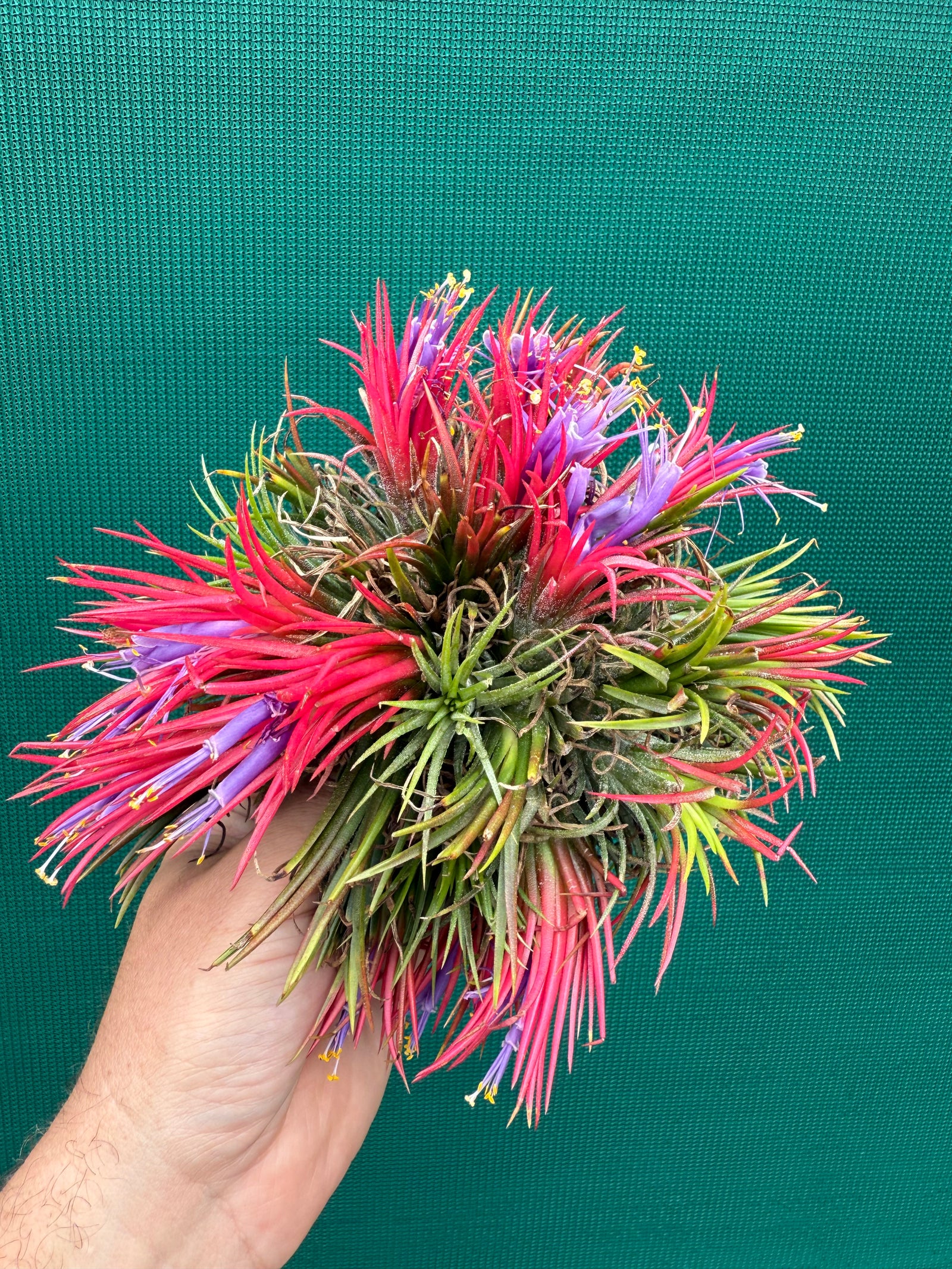 Tillandsia ionantha ‘Fuego’ ex. CL (Mature Clump)