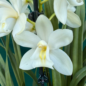 Orchid - Cymbidium ‘Snow Beauty Trinity’ NEW