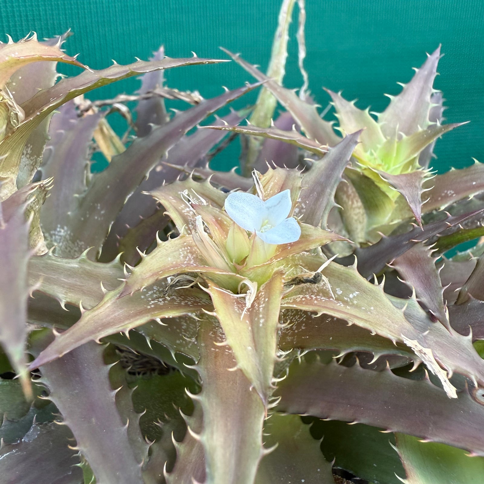 Orthophytum ‘What’ ex. Kable