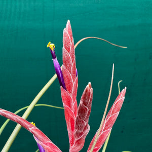 Tillandsia - Kacy ex. NR