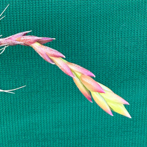 Tillandsia - Millennium ex. NR NEW