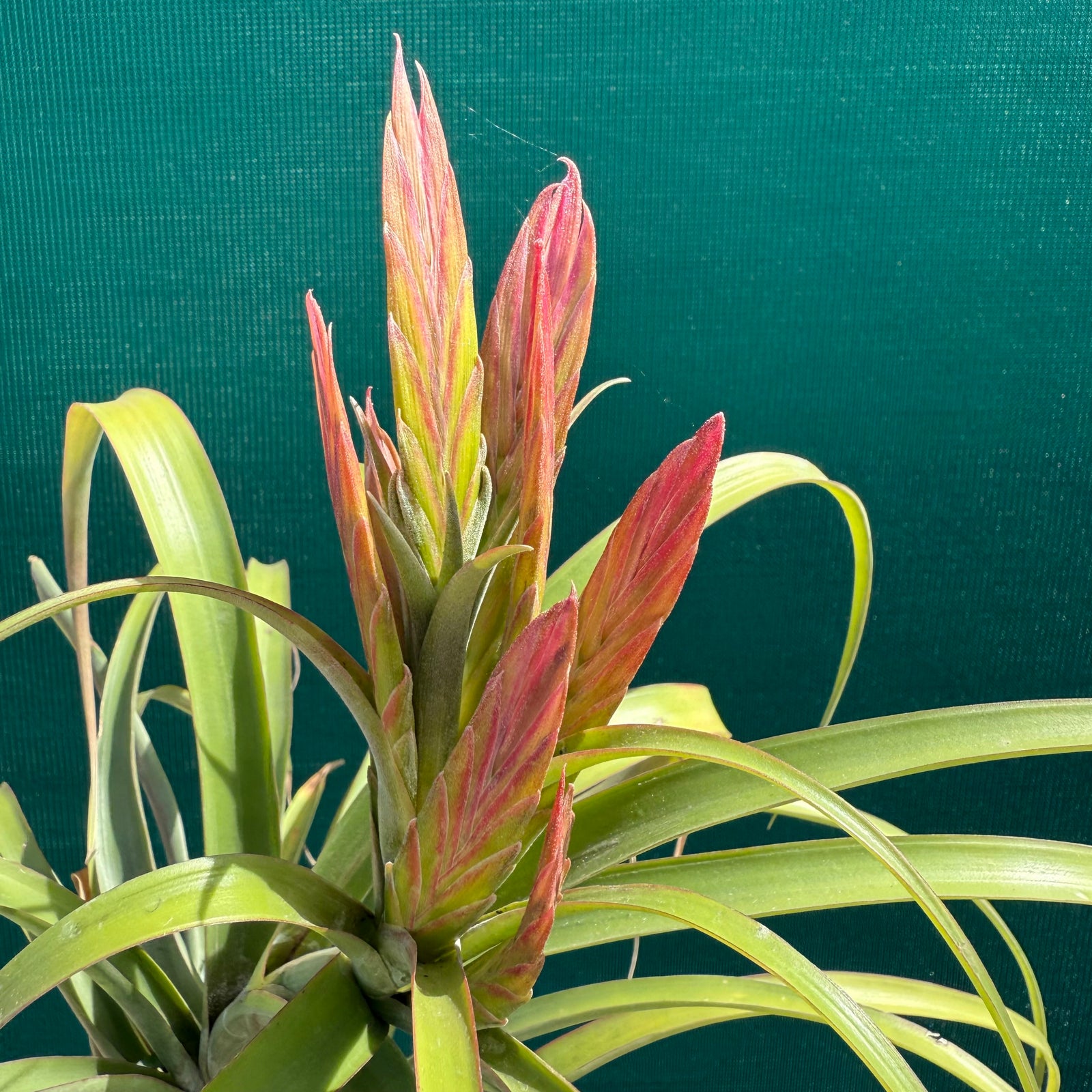 Tillandsia - capitata ‘Haysoos Maria’ ex. MY NEW