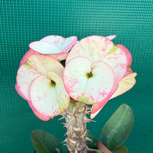 Poysean - Euphorbia Siam Hybrid ‘ChaRoen-Larp’ NEW