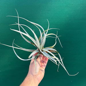Tillandsia - xerographica