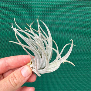 Tillandsia - Pink Patches