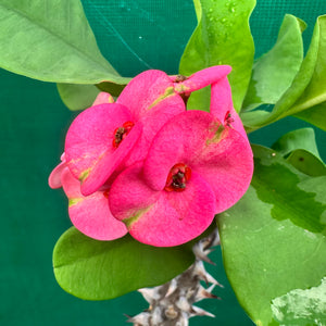 Poysean - Euphorbia milii P011