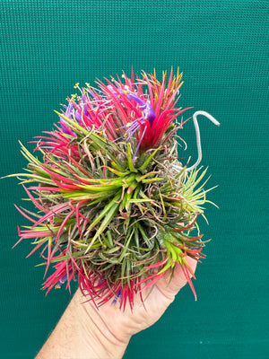 Tillandsia ionantha ‘Fuego’ ex. CL (Mature Clump)