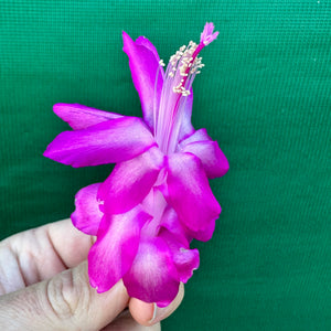 Zygocactus Purple Dancer