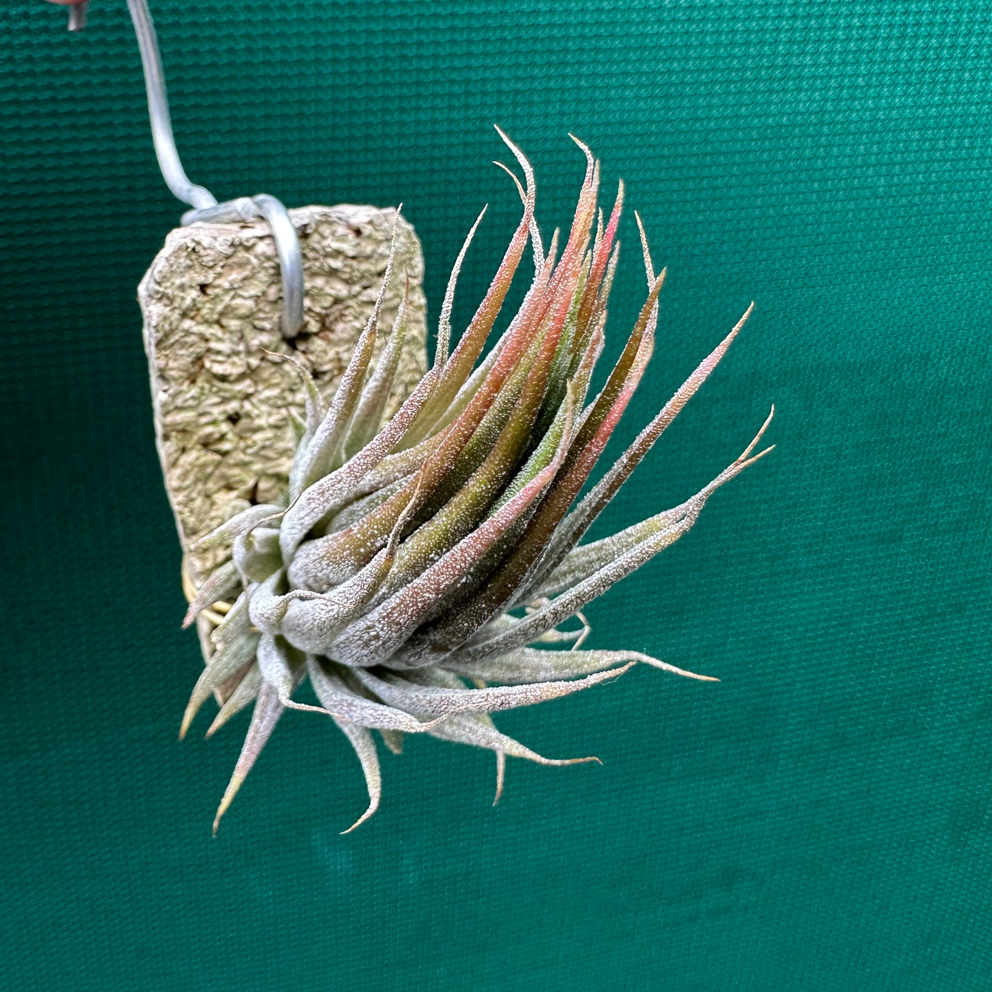 Tillandsia - ionantha 'Peanut' ex. Bak NEW