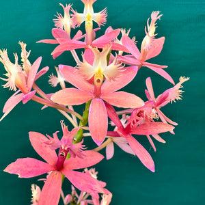 Epidendrum ‘Joseph Glow Hilpos’
