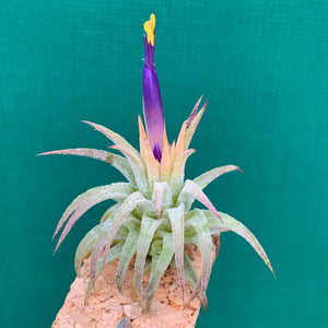 Tillandsia - ionantha ‘Druid Purple Flower’ ex. PT NEW