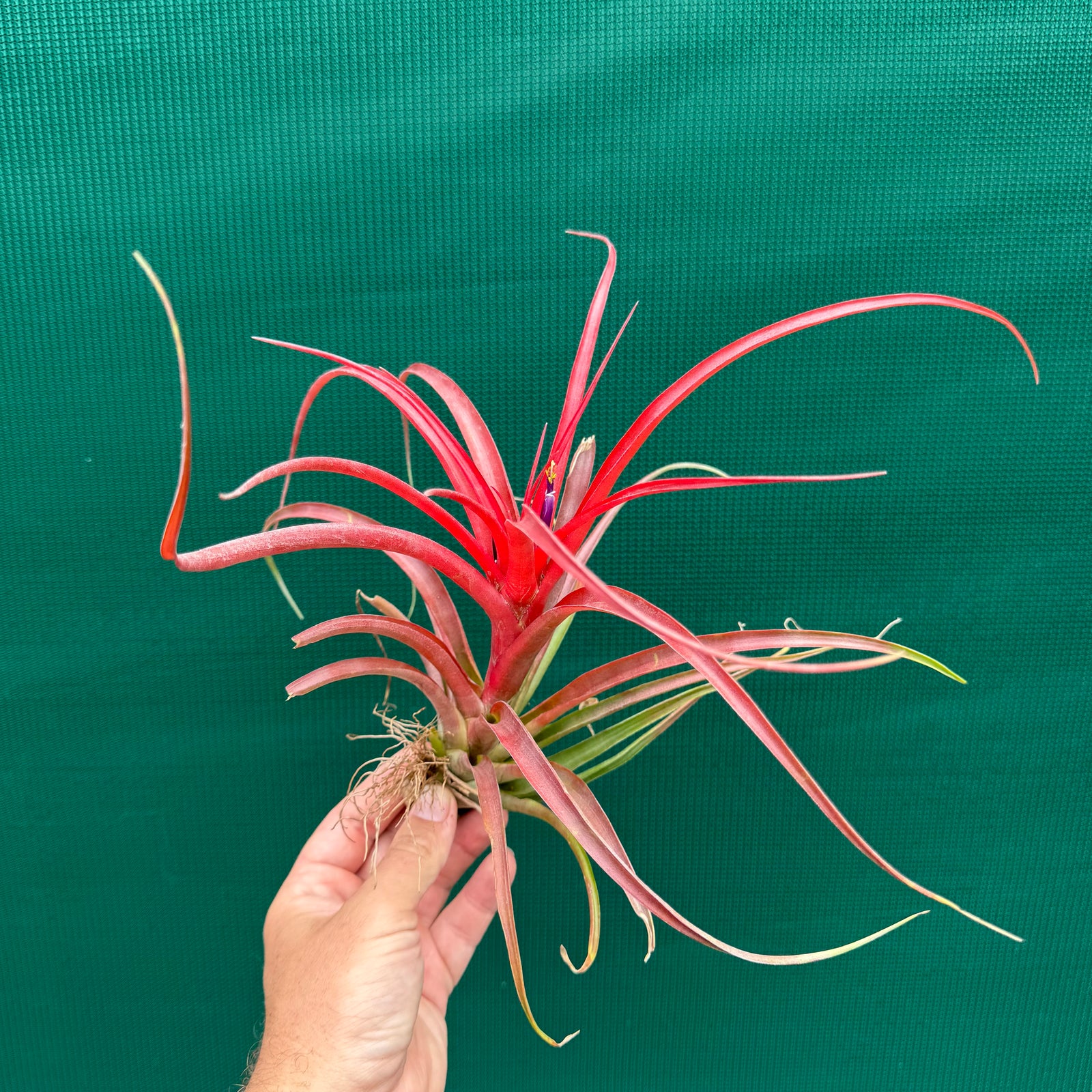 Tillandsia - Kandanga ex. HN