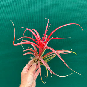 Tillandsia - Kandanga ex. HN