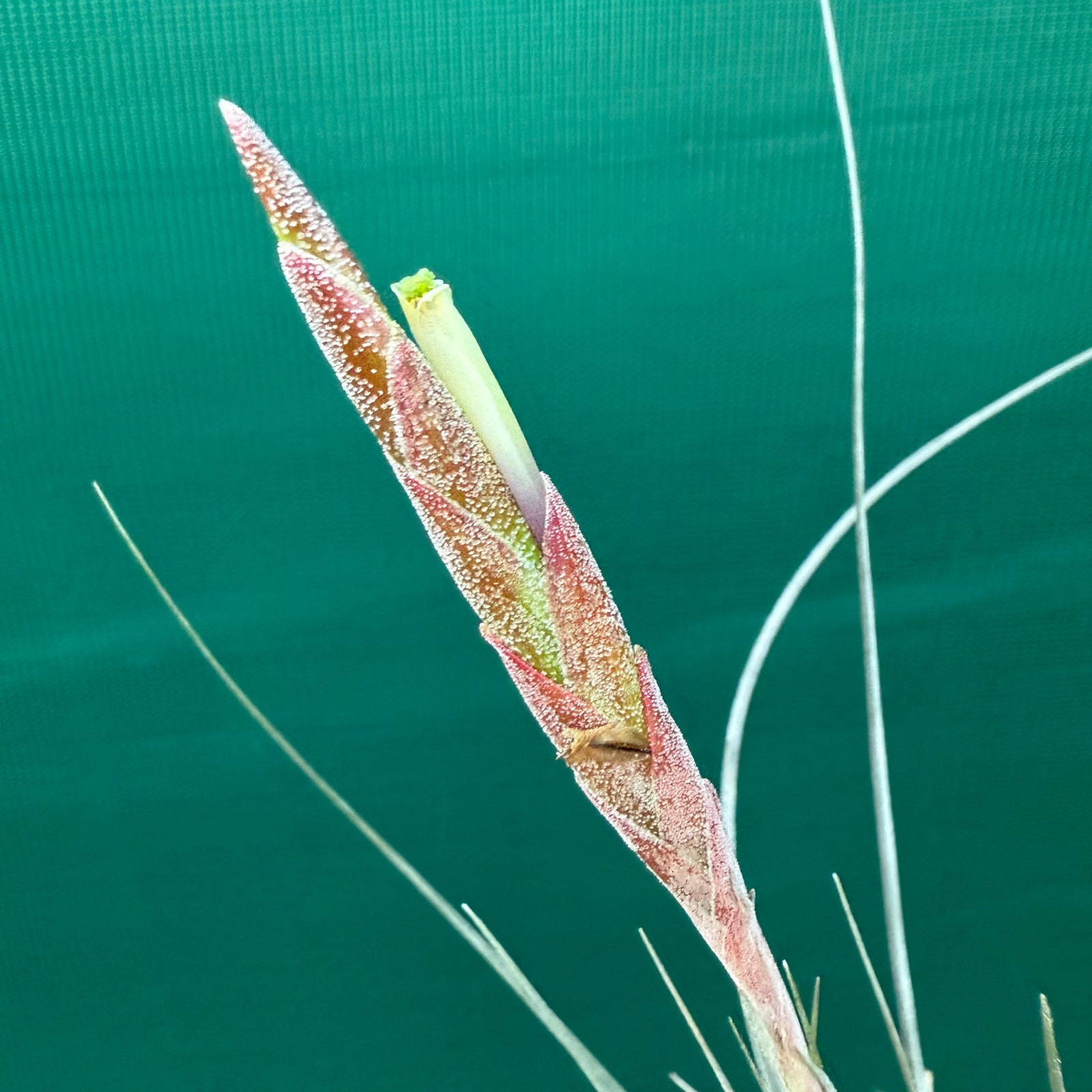 Tillandsia - juncea x schiedeana ex. BH