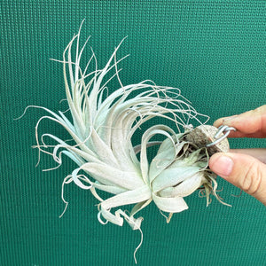 Tillandsia - chapeuensis