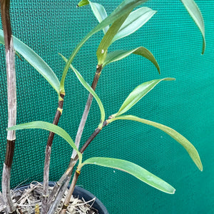 Orchid - Dendrobium kingianum