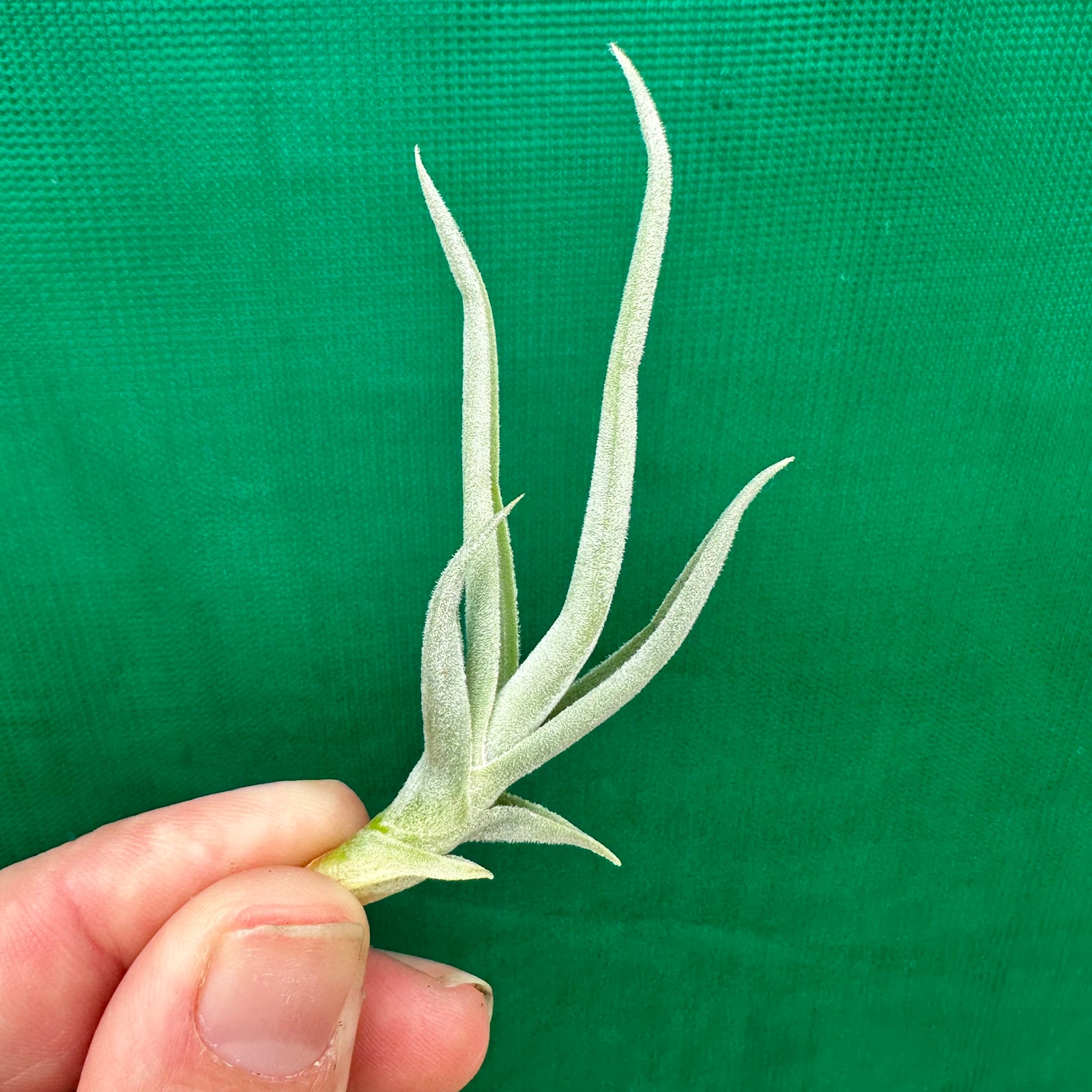 Tillandsia - Zik Zak ex. CL