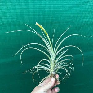 Tillandsia - Robinson’s Delight ex. GN NEW