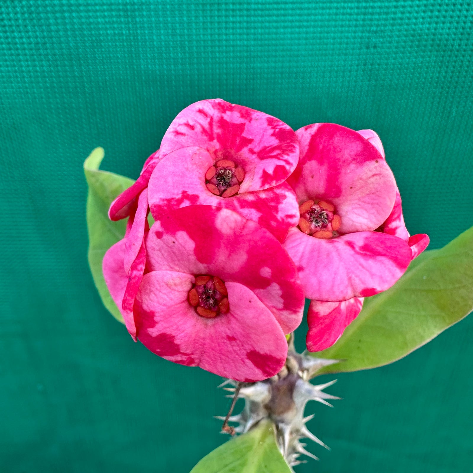 Poysean - Euphorbia milii P124