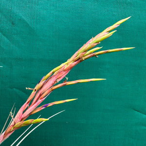 Tillandsia - x smalliana