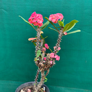Poysean - Euphorbia milii P109