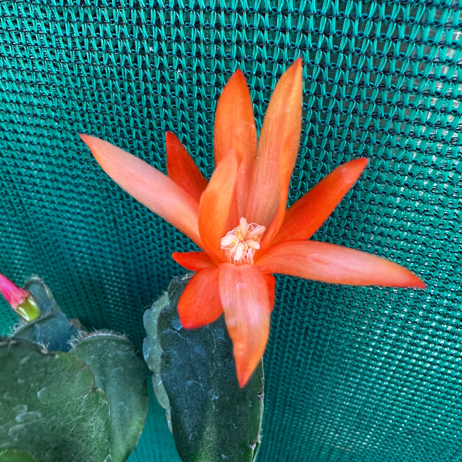 Hatiora Comanche Spirit