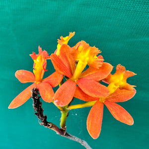 Epidendrum radicans ‘Orange’