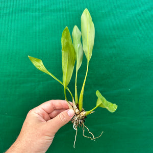 Orchid - Dendrobium cobbianum