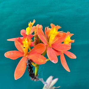Epidendrum radicans ‘Orange’