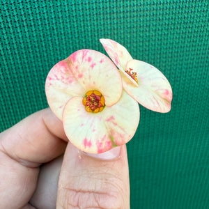 Poysean - Euphorbia milii P114