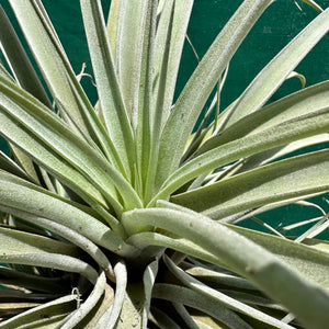 Tillandsia - capitata ‘Pink’ ex. BG NEW