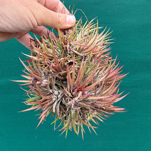 Tillandsia ionantha 'Honduras’ ex. Tropiflora (Mature Clump) NEW