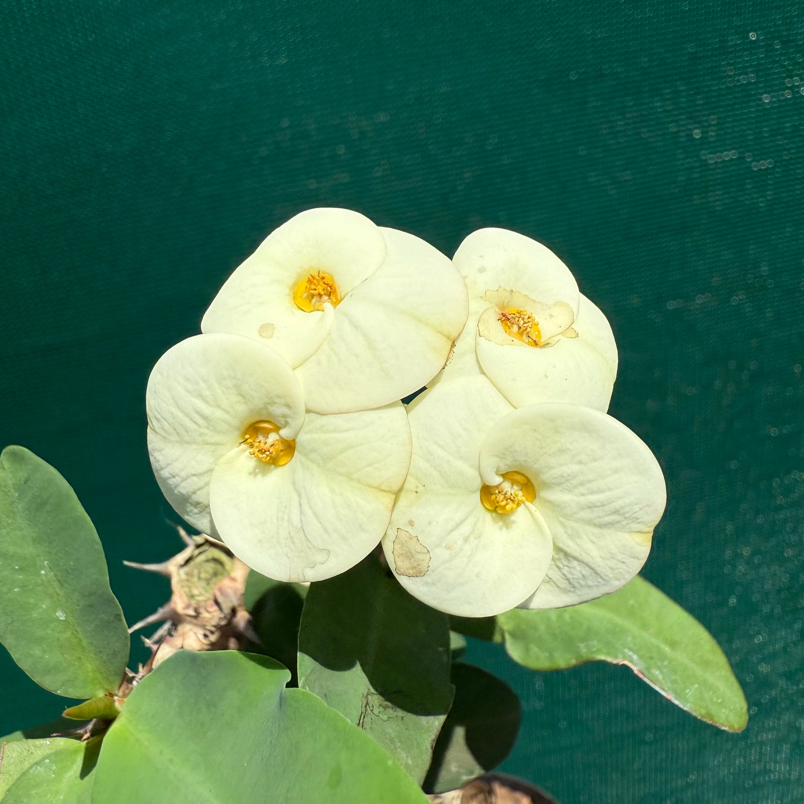 Poysean - Euphorbia P113 NEW