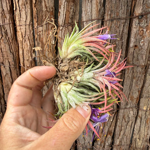 Tillandsia ionantha ‘BOE750’ (Mature Clump) NEW