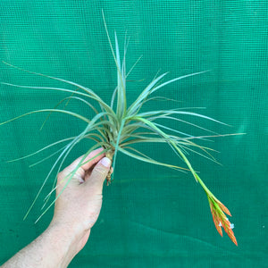 Tillandsia - Holm’s Verlescens ex. PT