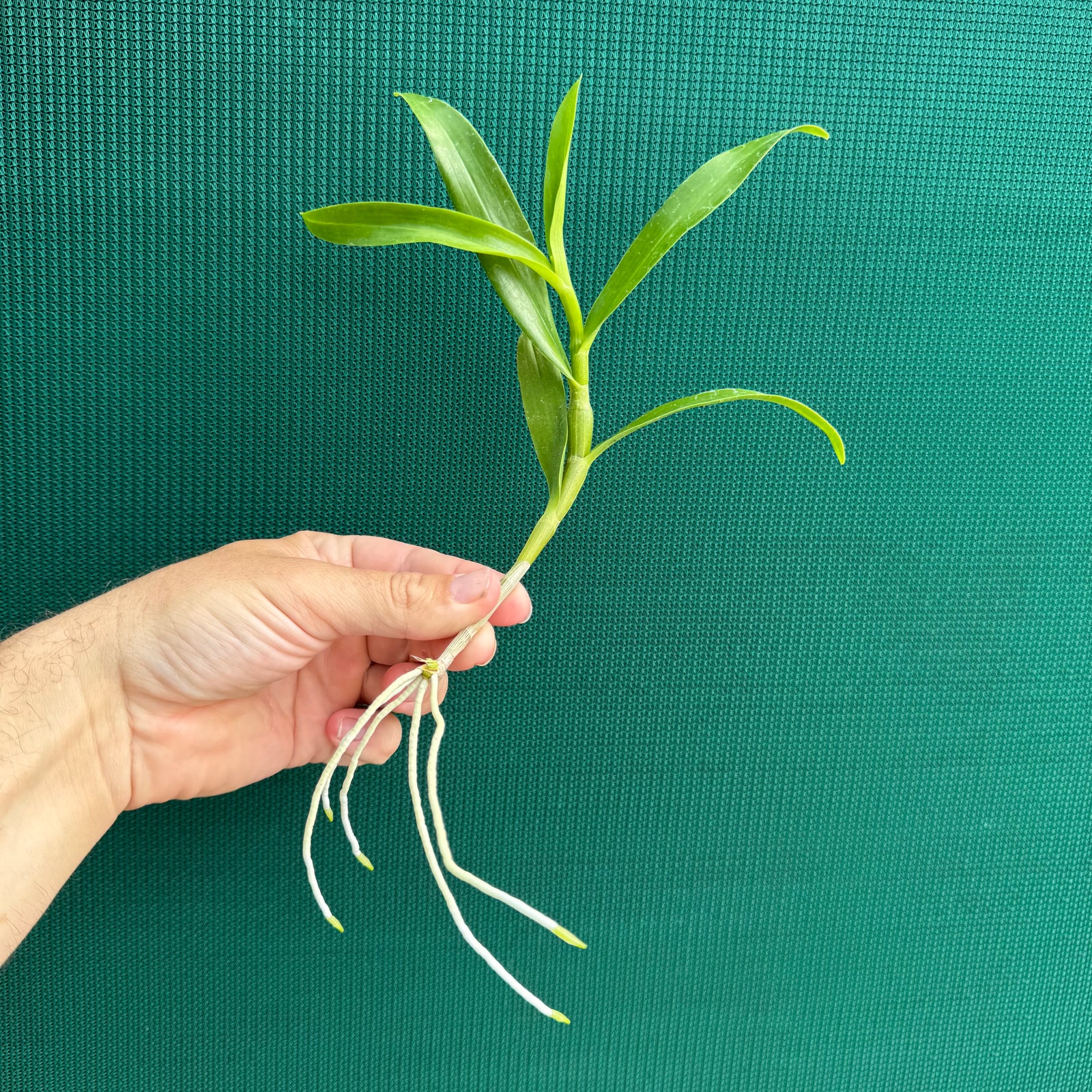 Orchid - Dendrobium ‘Mauve & Yellow Center’ NEW