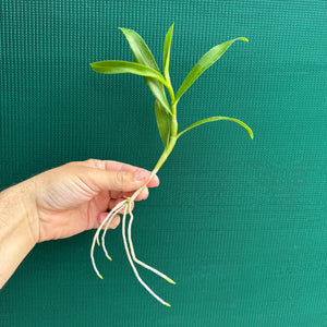 Orchid - Dendrobium ‘Mauve & Yellow Center’ NEW