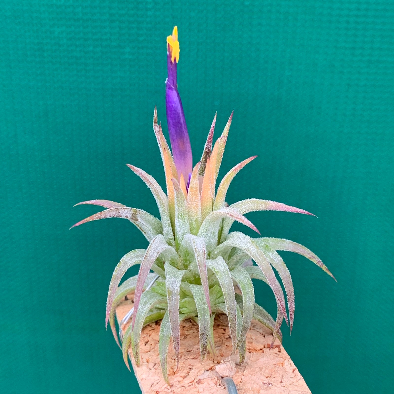 Tillandsia - ionantha ‘Druid Purple Flower’ ex. PT
