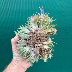 Tillandsia ionantha ‘BOE750’ (Mature Clump) NEW
