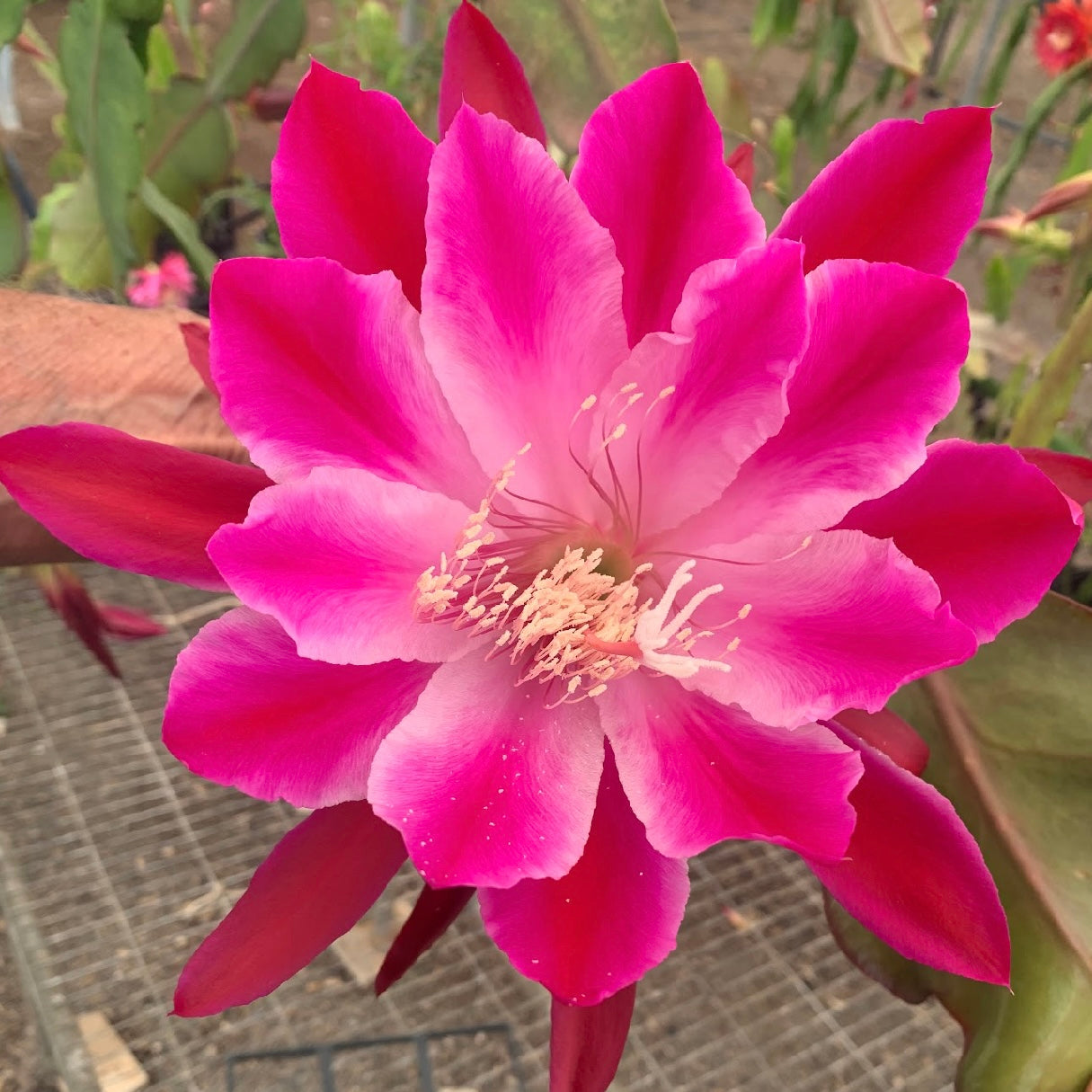 Epi. Hybrid Bumpkin EH39