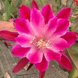 Epi. Hybrid Bumpkin EH39