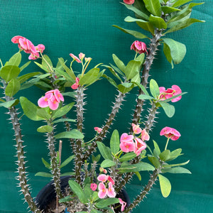 Poysean - Euphorbia milii P006