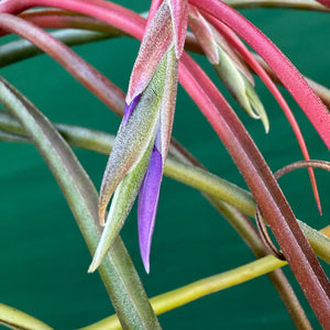 Tillandsia - bulbosa x streptophylla ? ex. BG NEW