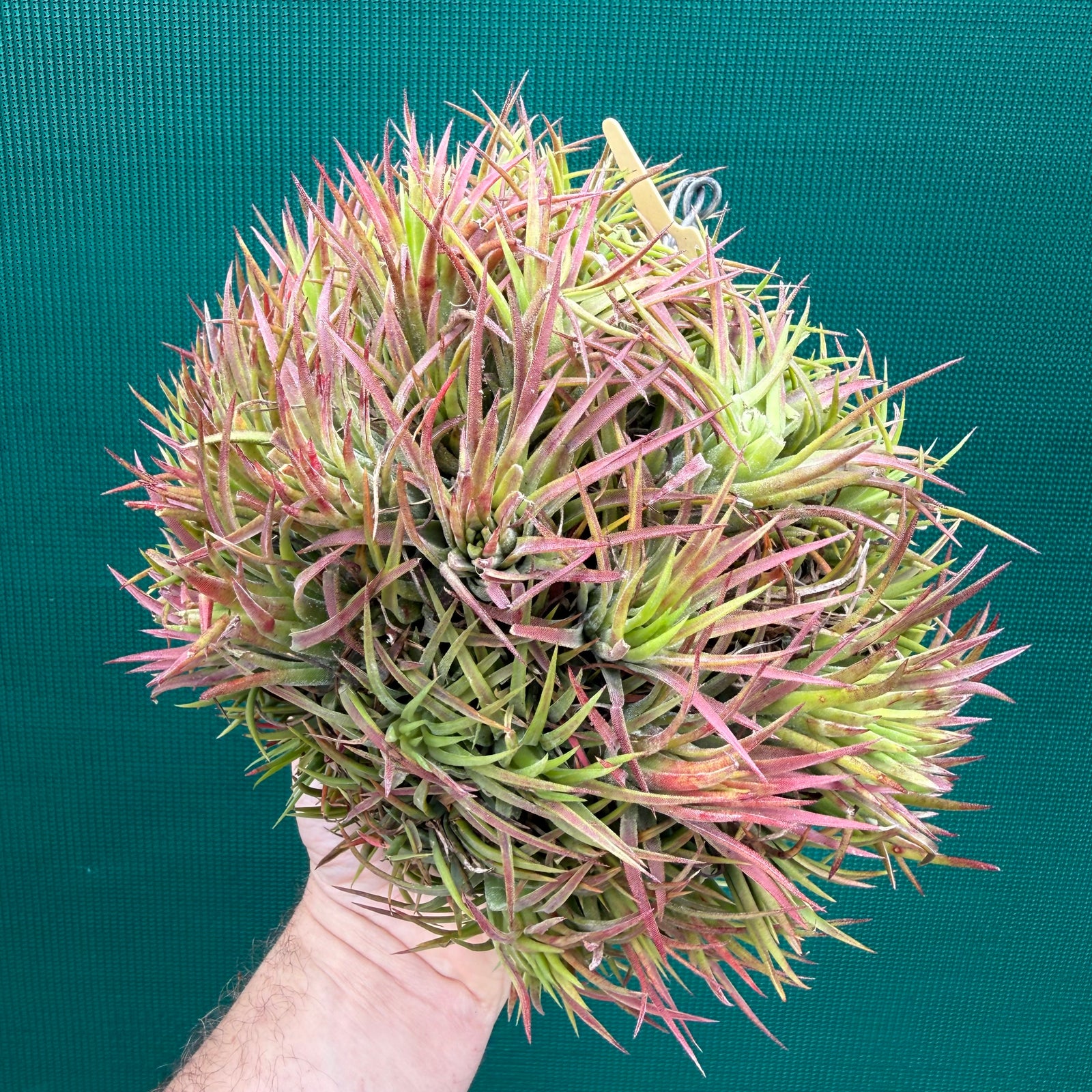 Tillandsia ionantha ‘BOE1590’ ex. PT (Mature Clump)