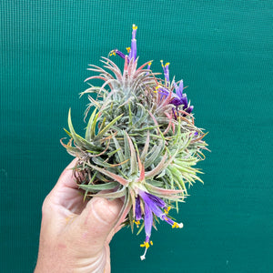 Tillandsia ionantha ‘BOE750’ (Mature Clump) NEW