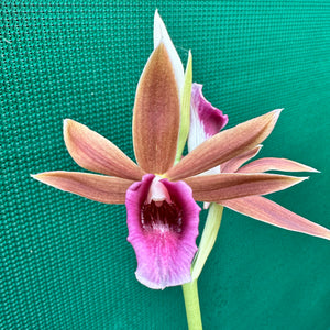 Swamp Orchid - Phaius australis