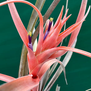 Tillandsia - capitata ‘Yellow’ ex. BH