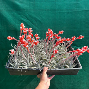 Tillandsia - subsecundifolia ‘Large Form’ ex. BD