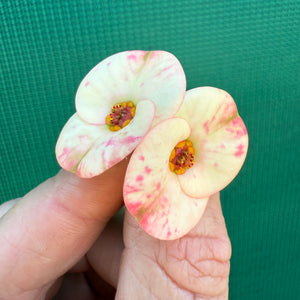 Poysean - Euphorbia milii P114